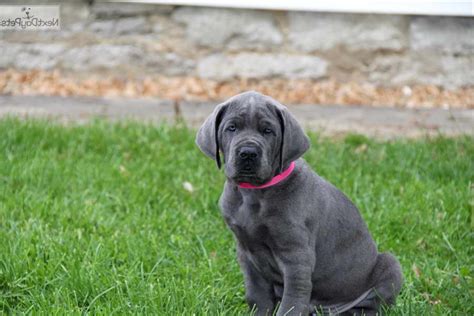2 x merle female 1 x harlequin female 1 x black fem. Great Dane Puppies Cincinnati Ohio | PETSIDI