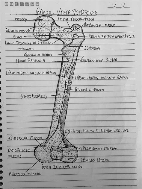 Fêmur Vista posterior Anatomia dos ossos Material de enfermagem