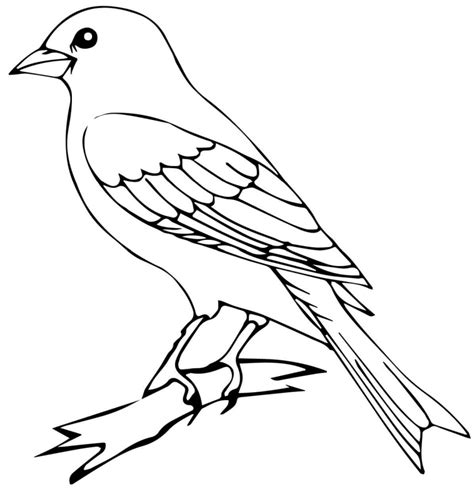 Pájaro Canario Para Colorear Imprimir E Dibujar Coloringonlycom