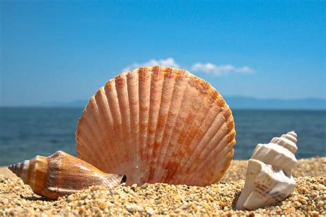 Photograph Sea Shells Sand Seashell Beach Sea Blue Animal Shell