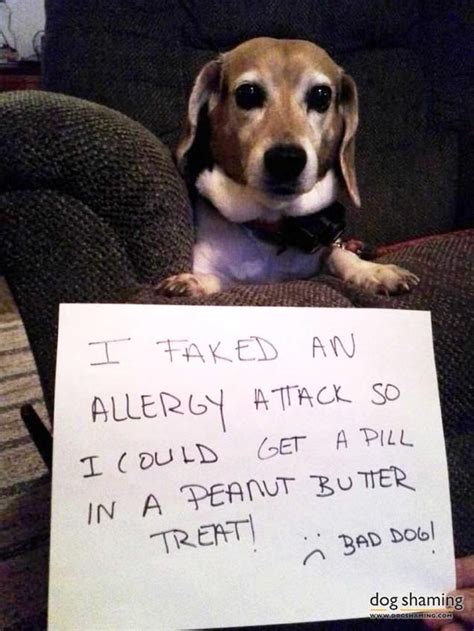 Cats cough just like we do, and for many of the same reasons. 784 best images about Dog Shaming on Pinterest | Best dogs ...