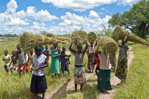Gender Equality In African Agriculture An Innovation Imperative