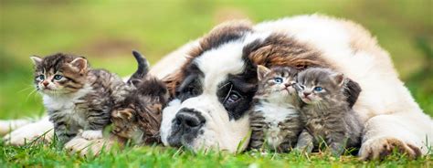 Best care animal hospital is dedicated to offer you a quality veterinary service at a reasonable price. Animal Care Hospital in Morris, IL | Veterinarian in Morris