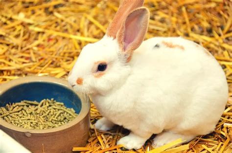 9 Best Rabbit Food And Pellets For A Healthy Diet 2022 Review And Guide