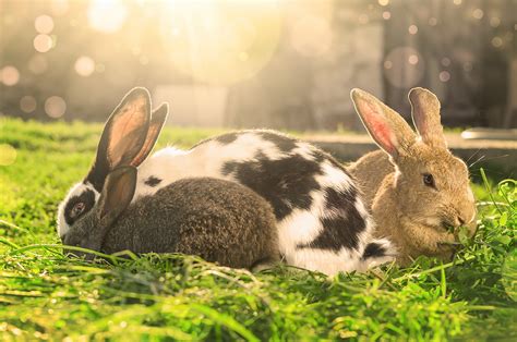 Keep Your Rabbits Cool This Summer | Supreme Petfoods