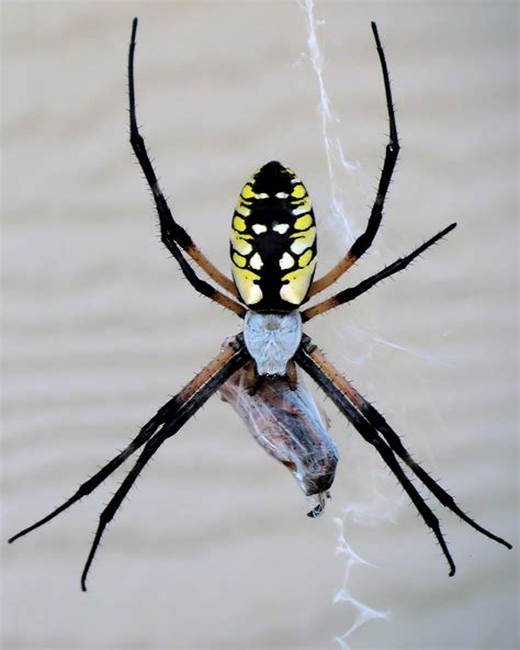 Spider Free Stock Photo Close Up Of A Yellow Garden Spider 17582