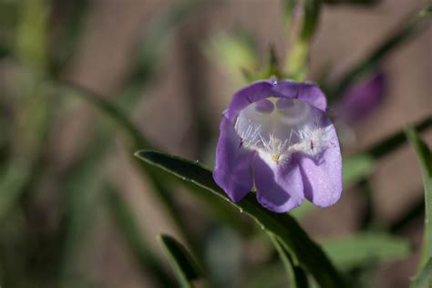 Free Picture Up Close Purple Desert Wildflower Purple Flower