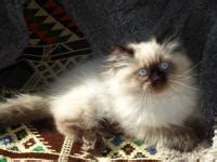 3 month old kittens looking for a forever home Persian ragdoll Himalayan mix kittens for Sale in Custer ...