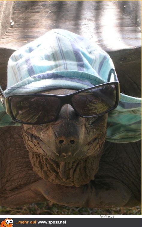 Besten bilder, videos und sprüche und es kommen täglich neue lustige facebook bilder auf debeste.de. Schnappschildkröte Lotti gut getarnt. | Lustige Bilder auf ...