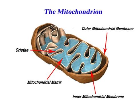 What Does Mitochondria Do In A Animal Cell Arndt Themen