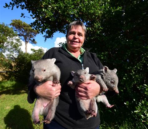 Famed Flinders Island Wombat Derek Continues To Impress Visitors The Examiner Launceston Tas