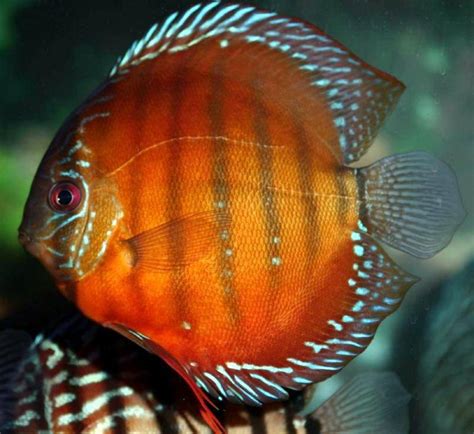 FAQ and answers on raising the Discus fish in aquariums