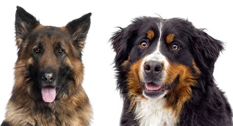 This mix dog possesses great work ethics, shows extreme loyalty, and is notably smart. Bernese Mountain Dog Australian Shepherd Mix For Sale