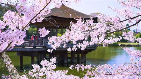 Seven Fabulous Cherry Blossom Spots Accessible From Osaka By Train