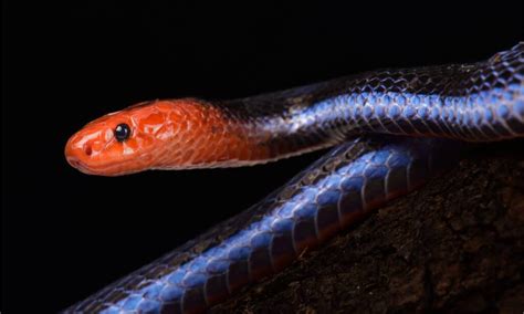 Discover 13 Blue Snakes Az Animals