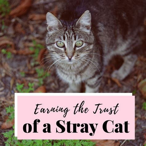 How To Win The Trust Of A Stray Cat Stray Cat Cats Feral Cats