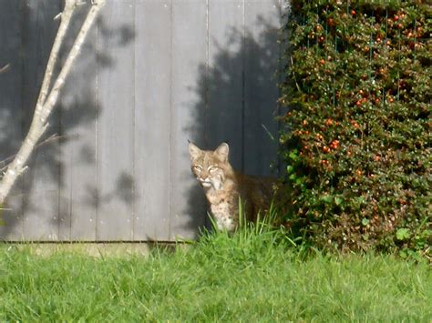 A Bobcat As Photographed By Margaret Lindgren Mendonoma Sightings