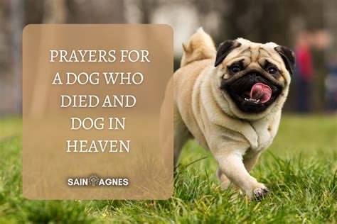 7 Prayers For A Dog Who Died And Dog In Heaven