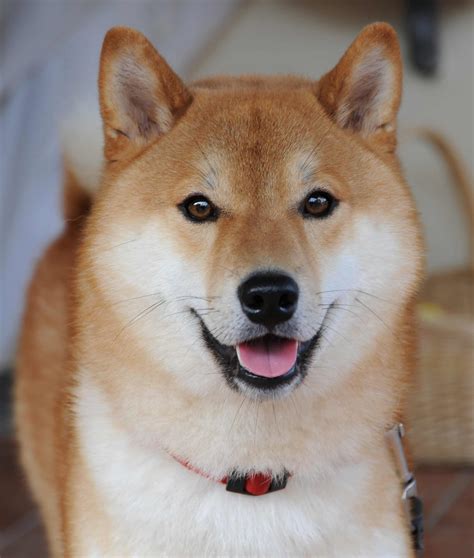 Shiba Inu Breed Information Pictures And More