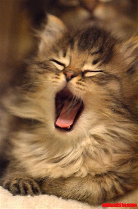 Big Cat Yawn Cute Cats Hq Pictures Of Cute Cats And Kittens Free