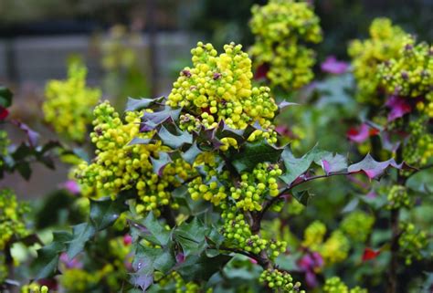 Mahonia Mahonia Aquifolium ‘euro’ Sveriges Trädgårdsmästare