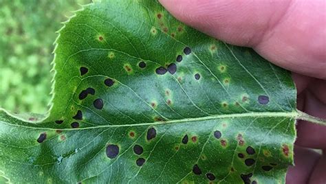 New Leaf Spot Disease In Pears Washington Daily News Washington