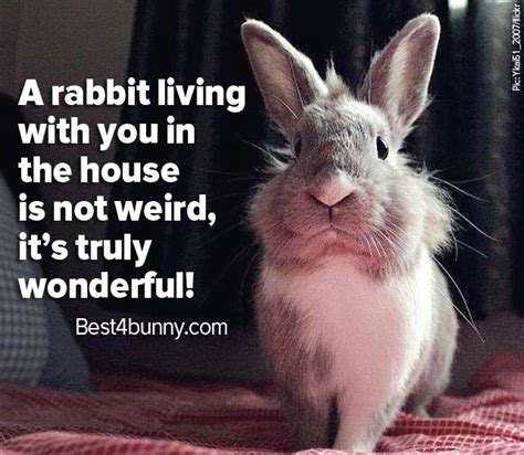 house rabbits are wonderful bunny cages crazy bunny lady bunny lovers