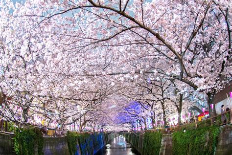 Wallpaper Japan Cherry Blossoms 71 Images