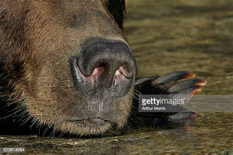 Close Up Bear Noses Photos And Premium High Res Pictures Getty Images
