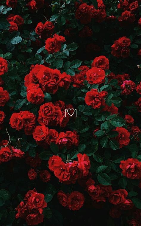 Free Download Aesthetic Wallpaper Flowers Red Roses With Heart Fits