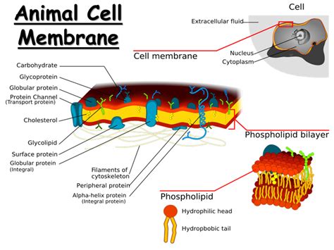 What color is animal cell membrane. Membranes. Structure and Function - Presentation Biology