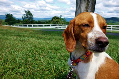 Daisy The Beagle Coonhound Mix ~ Dogperday ~ Cute Puppy Pictures Dog