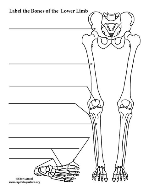 Lower Limb Bones