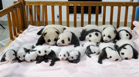 Pandas Displayed At Chinas Chengdu Panda Base Cnn