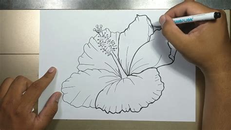 How To Draw Hibiscus Flower In 5 Minutes Youtube