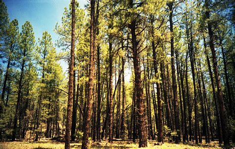 Northern Arizona Forest Trees In The Forest Of Flagstaff A Flickr