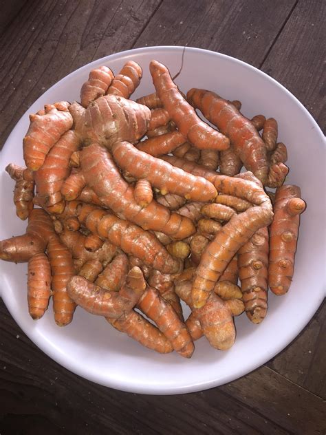 Freshly Harvested And Cleaned Olena Hawaiian Turmeric When Harvested