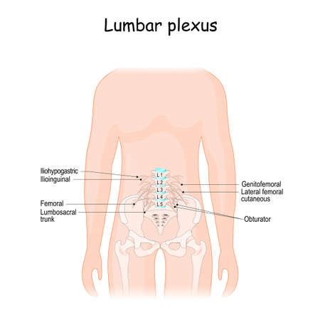 The Lumbar Plexus Nervous Plexus In The Lumbar Region Of The Body Vector Diagram TasmeemME Com