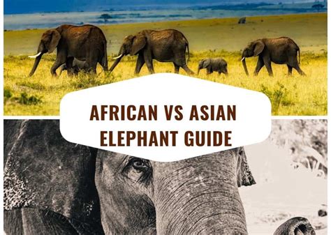 african vs asian elephant the complete guide to differences