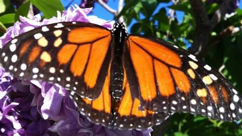 Where Have All The Monarch Butterflies Gone Windsor Cbc News