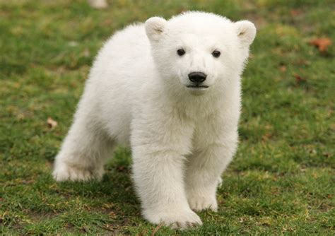 Newborn Polar Bear Pictures