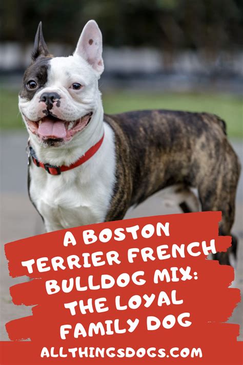A Boston Terrier French Bulldog Mix, AKA the Frenchton, is ...