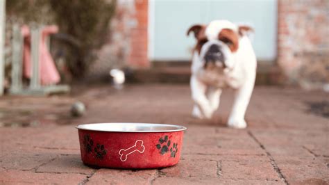 Should You Feed Your Dog Before Or After A Walk Alpha Pets Uk 2023
