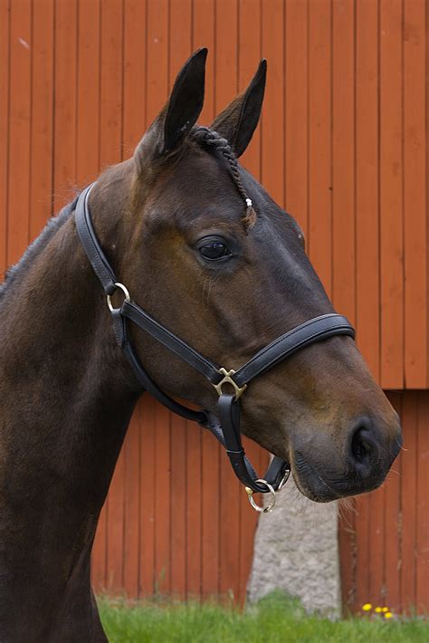 Leandro Wibb - Menhammar OnlineSales