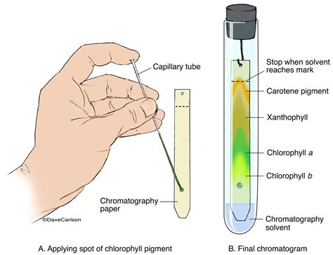 How Does Chromatography Separate Pigments