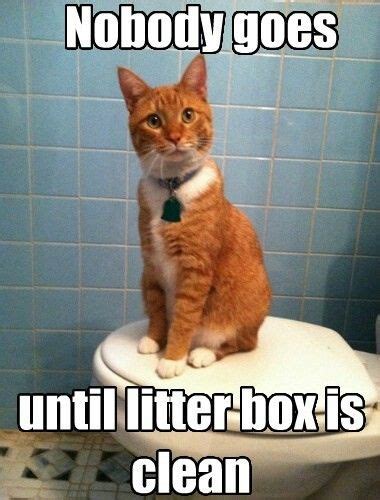 Kitties Unite For Clean Litter Boxes Cat Memes Clean