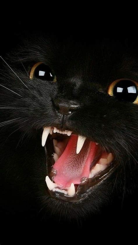 Pin By Randi Tarillion On Black Cats Beautiful Cats Cats Cute Cats