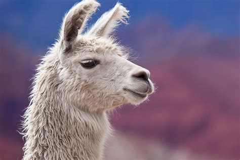 Guanaco San Diego Zoo Animals And Plants