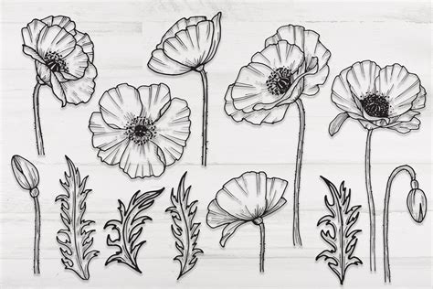 Poppy Flowers And Leaves Svg Png Hand Drawn Doodle Flowers 582288