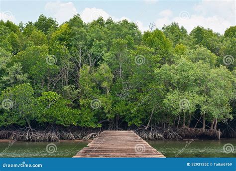 Mangrove Forest In Thailand Stock Photo Image Of Summer Plant 32931352